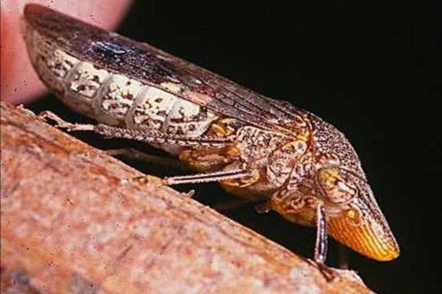 Traps Catch Glassy-Winged Sharpshooter Infestation in Northern California