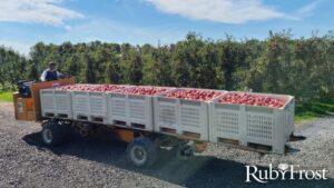 Harvest Update: ‘RubyFrost’ Apples Return with New Look