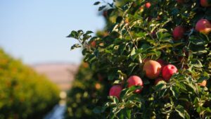 Walmart, American Trucking Association Executives To Speak at USApple Outlook Conference