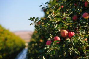 'SweeTango' apple orchard.