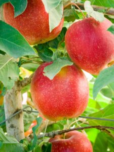 'SweeTango' apples.