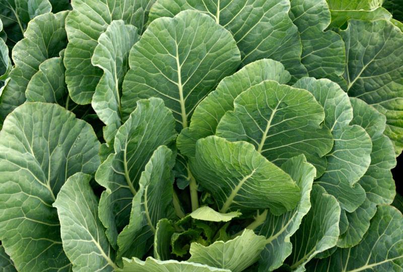 Top Bunch 2.0 (Sakata Seeds | Stokes Seeds)