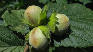 There’s a New Horizon In the Making for Hazelnut Growers