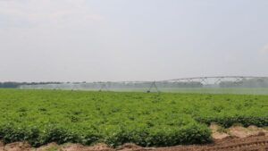 Momentum Grows in Framework for New Farm Bill Legislation