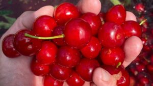 U.S. Tart Cherry Industry Set To Grow With New Initiatives