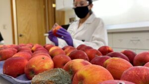 Products in Play To Help Keep Fruit Decay at Bay