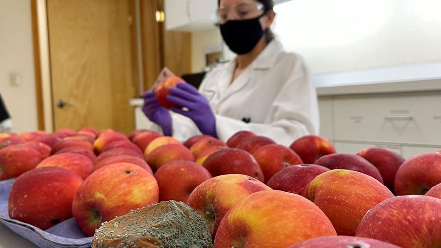Products in Play To Help Keep Fruit Decay at Bay