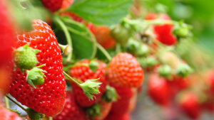 Biofungicides and their role in protecting key crops against disease