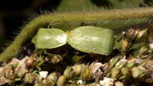 Rise of Stink Bugs Still a Concern for Vegetable Growers in Southeast