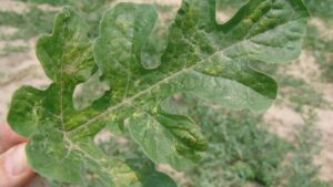 Using Water To Turn down Spider Mite Pressure on Berries