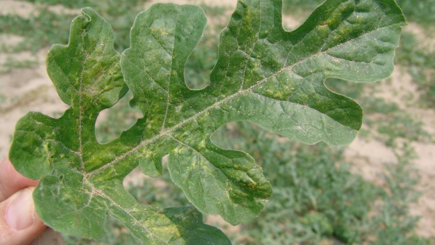 spider mites and damage on a leaf