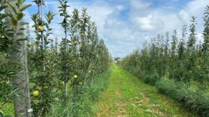 Top-Working of Trees in Apple Orchards Is on the Grow