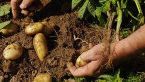 All Vines and No Taters? A Potato Grower’s Frustration