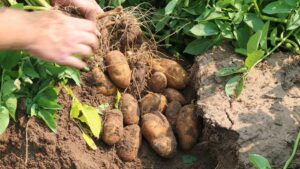 Forecast for U.S. Potatoes: A New Normal Growing Out of Abnormal Times