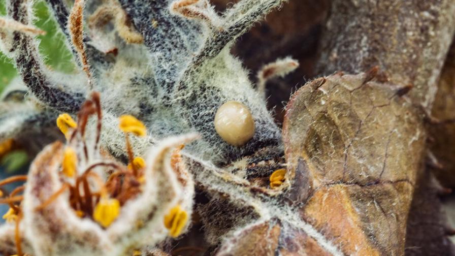 Bacterial ooze on infected plant