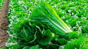 More Leafy Green Varieties That Will Please Your Customers