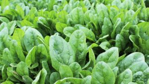 Dallas (Osborne Quality Seeds)