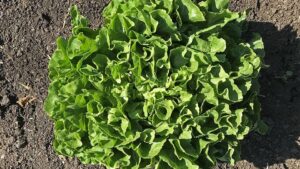 Eliance Organic (Enza Zaden/Vitalis, Harris Seeds/Garden Trends Inc.)