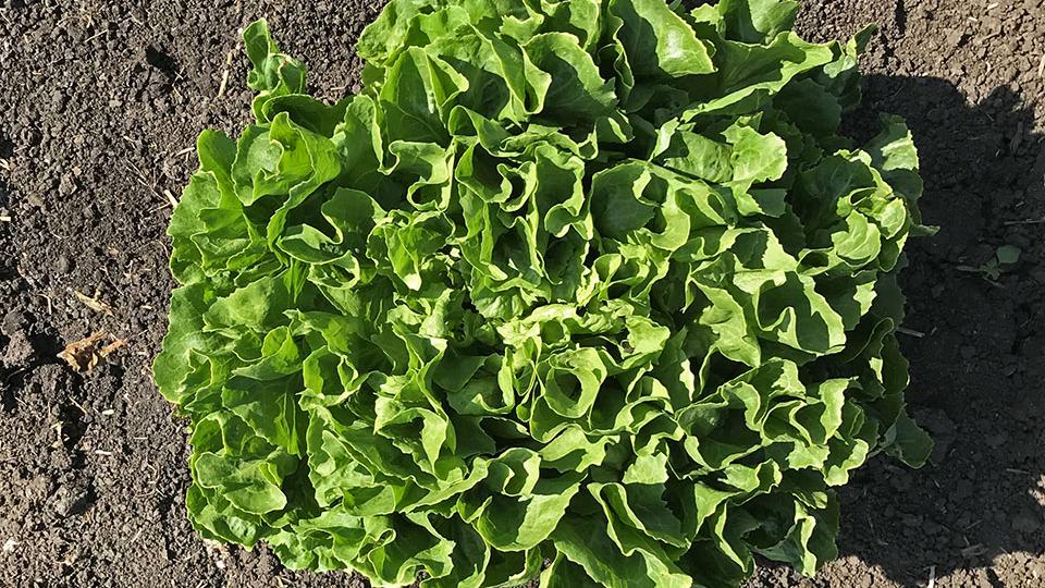 Eliance Organic (Enza Zaden/Vitalis, Harris Seeds/Garden Trends Inc.)