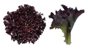 Ezflor (Enza Zaden/ Vitalis Organic Seeds)