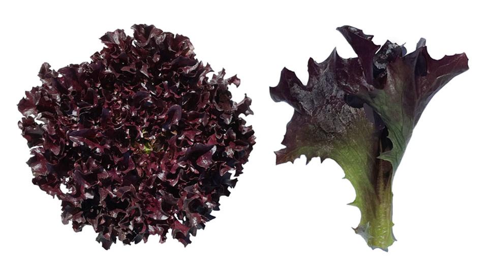 Ezflor (Enza Zaden/ Vitalis Organic Seeds)