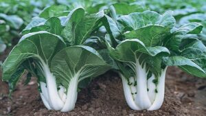 Joi Choi (Sakata Seeds, Stokes Seeds)