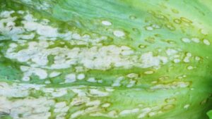 Drought’s Double-Edge Sword: Can It Put a Damper on Plant Disease?