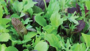 Mild and Wild Brassica Mix (Osborne Quality Seeds Exclusive)