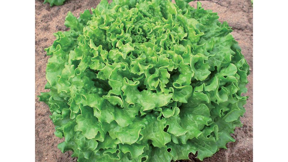 Muir MTO Organic (Enza Vitalis | Harris Seeds/Garden Trends Inc.)
