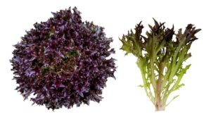 Rhone (Enza Zaden/Vitalis Organic Seeds)