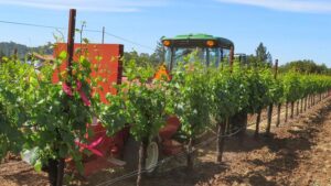 Proper Management of Powdery Mildew in Grapes: The Fanfare Behind Sprayers