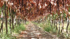 Why Dry-on-Vine Demand Is on the Grow for California Raisins