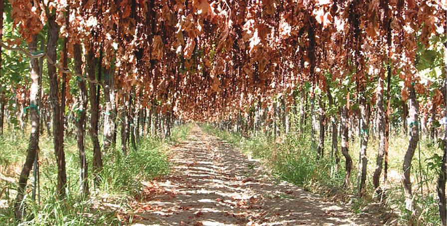 dry-on-vine raisins on overhead trellis