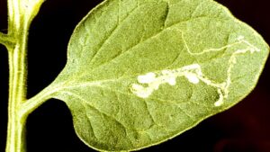 Don’t Let Leafminers Duck Under Your Crop Protection Radar