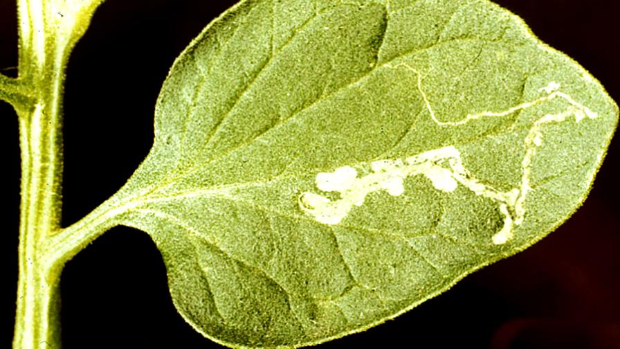 Don’t Let Leafminers Duck Under Your Crop Protection Radar
