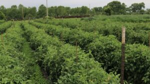 Clever Ideas to Borrow from Park Ridge Organics