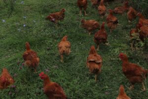 Finding Income from More than Vegetables