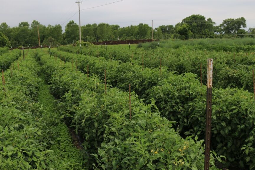 Using Orchard Sprayers for Vegetables