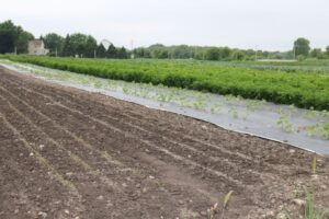Using Landscape Cloth Instead of Mulch