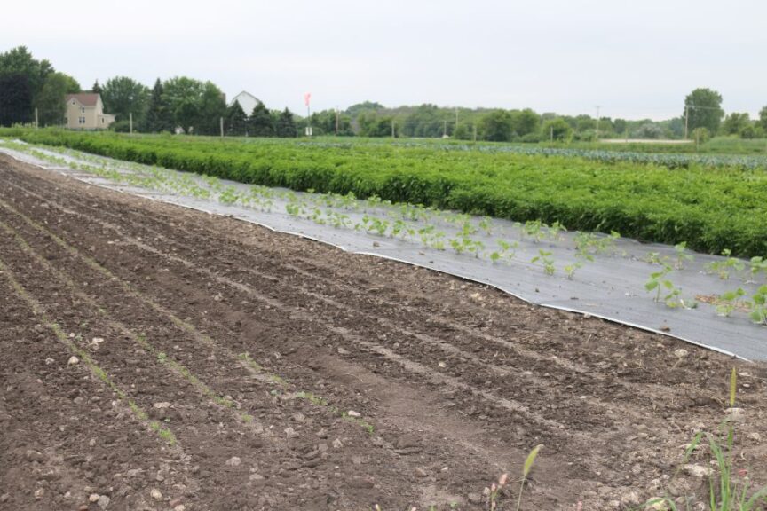 Using Landscape Cloth Instead of Mulch