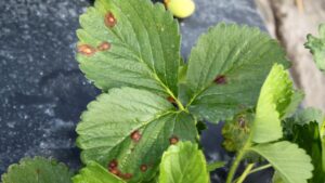 What’s Being Done To Address Major Disease Threat in Strawberries