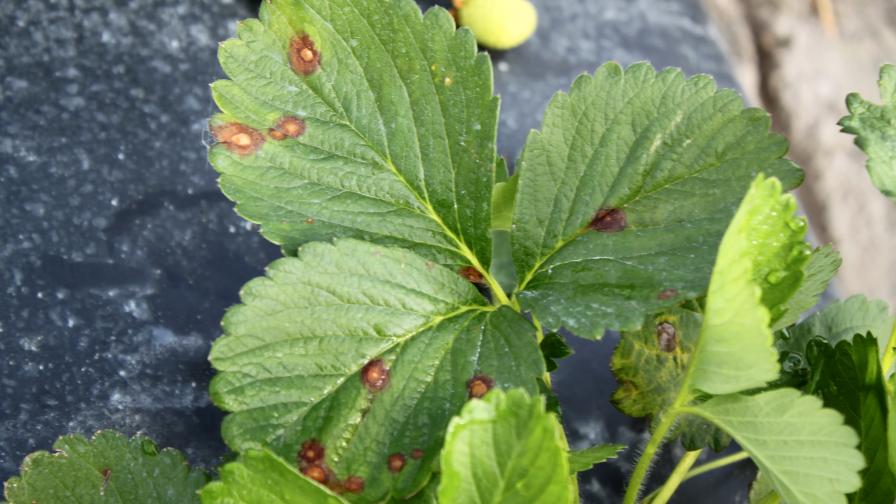 What’s Being Done To Address Major Disease Threat in Strawberries