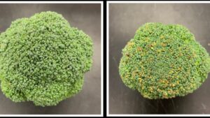 Scientists Unlocking Fresh Secrets To Longer Shelf Life for Produce