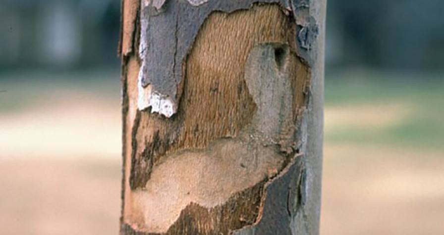 Pacific flathead borer damage to walnut tree