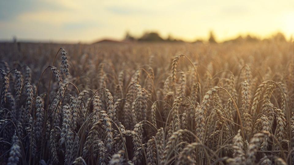 Giving Grains