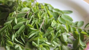 Moringa Movement