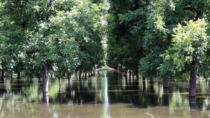 To the Water Wise: On-Farm Recharge a Solution for Nut Growers