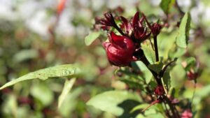Niche Crop With Caribbean Flare Might Be Fine Fit for Florida Growers