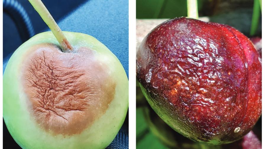 2021 Heat Dome Effect Puts a Lid on Pome Fruit Postharvest Plans