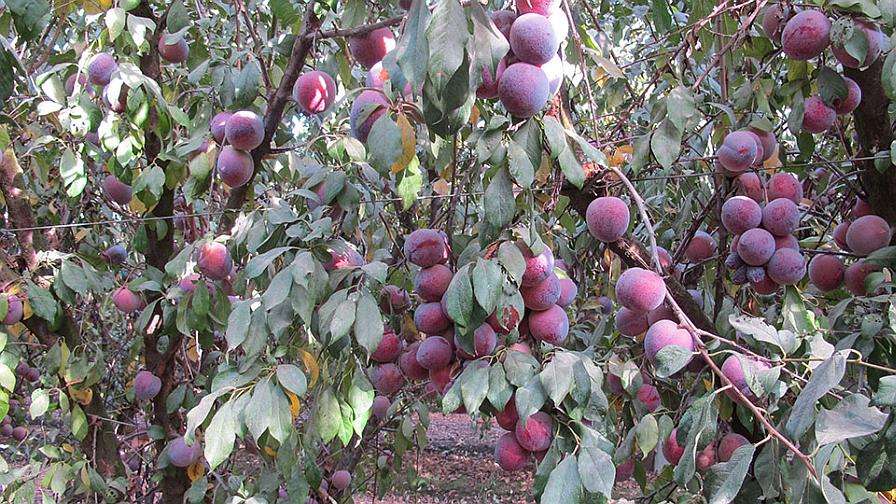 late-season plums from Kingsburg Orchards